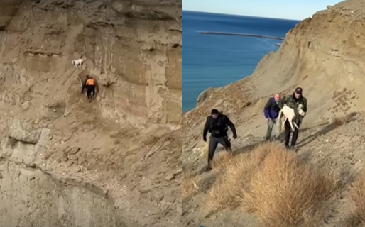 Lograron rescatar al perro varado en el Cerro Chenque