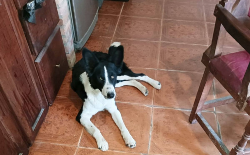 Buscan desesperadamente a Pirucho: «Su dueña de 7 años no deja de preguntar por él»