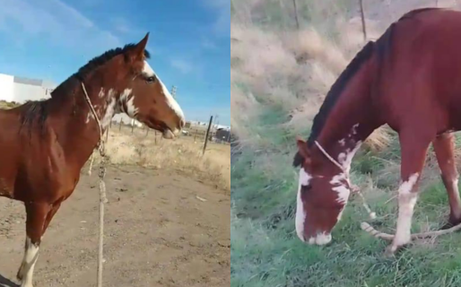 Robaron un caballo frente a una estación de servicio