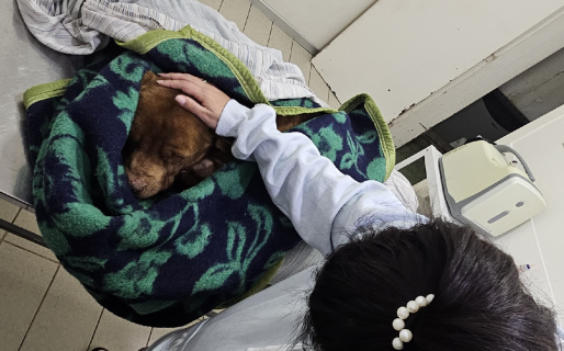Murió Ruffo, el perrito abandonado por una familia mientras agonizaba