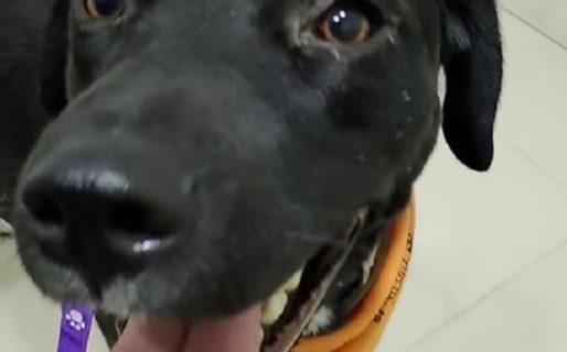 Comodoro Solidario: Buscan ayuda para costear el tratamiento de Sasha