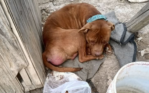 Tiene un tumor y su familia lo tenía atado con una cadena esperando que muera
