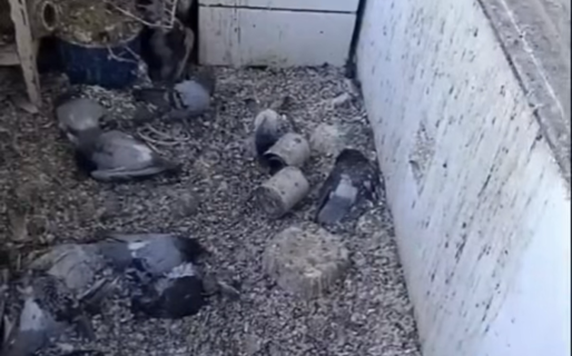 Senasa inspeccionó edificio de LU4 tras denuncia por invasión de palomas y deterioro