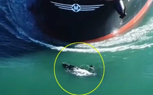Impactante: un buque chocó contra dos ballenas francas