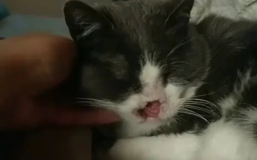 Anita, una gatita con cáncer necesita $300.000 para seguir con su tratamiento