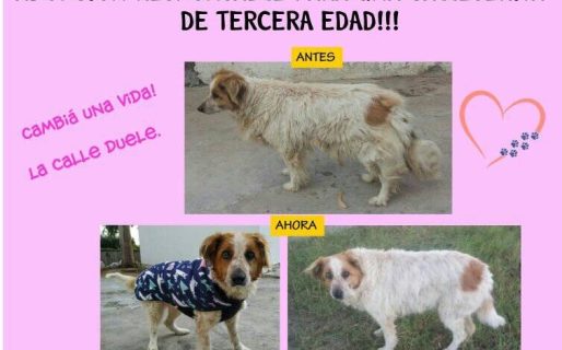 Angie busca un hogar: una perra mayor que necesita amor y resguardo del frío