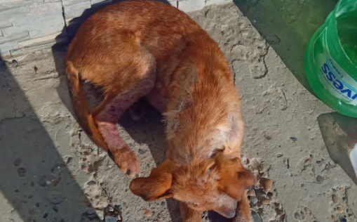 Piden ayuda para un perro que está en estado crítico en el barrio San Martín