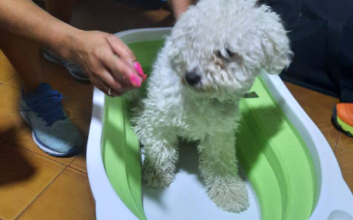 «Atropellaste y abandonaste a mi perro»: el desgarrador reclamo de una familia