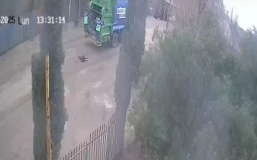 Nuevo accidente seguido de muerte reaviva la discusión sobre los perros sueltos en la calle