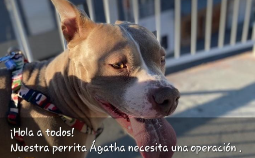 Vende milcaos caseros para poder operar a su perrita Ágatha