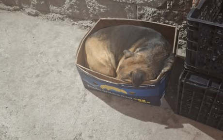 Piden una cucha para un perro callejero que duerme en una caja en Km 5
