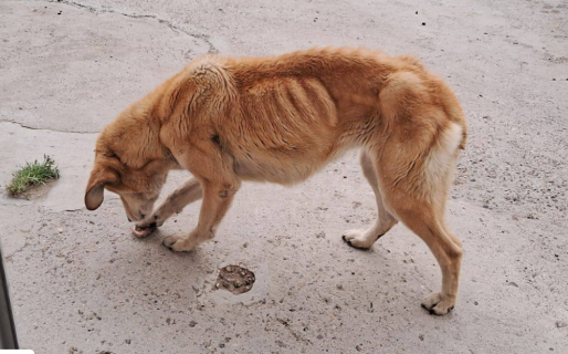 Piden ayuda urgente para un perro desnutrido en zona sur