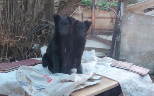 Necesitan trasladar una cucha para perros que fueron abandonados: «No tenemos ayuda»