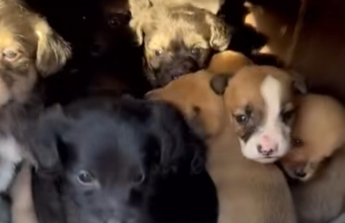 Rescataron a cachorritos a punto de morir de frío en Km 5 y buscan urgente adopción