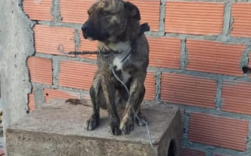 Buscan urgente tránsito o adopción para un perro que sufre maltrato y frío extremo