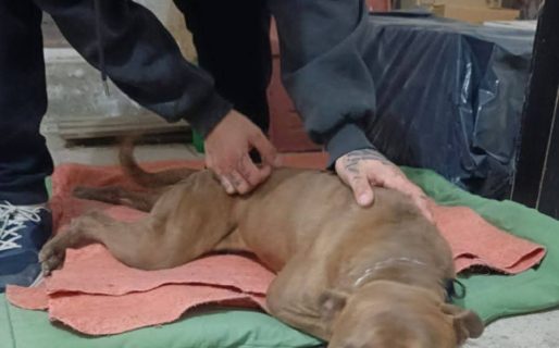 Vikingo busca una oportunidad: si no aparece un hogar, esta tarde quedará en la calle