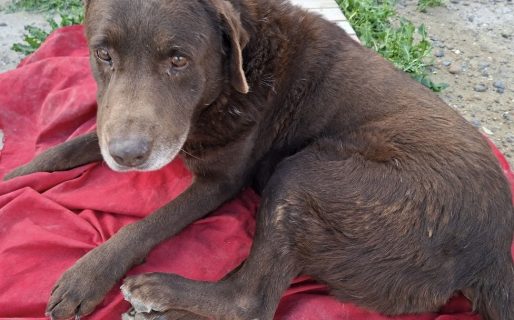 Se busca a los dueños de un perro labrador atropellado en Ruta 1