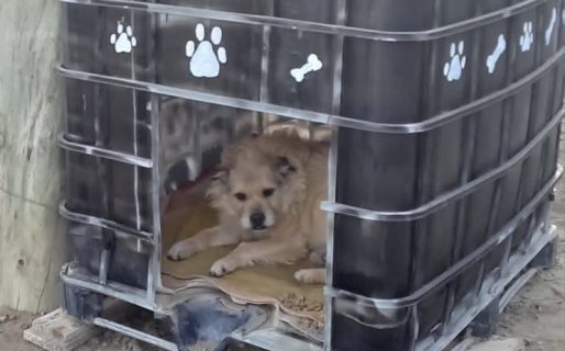 Buscan mantas y colchones para abrigar a perritos callejeros este invierno