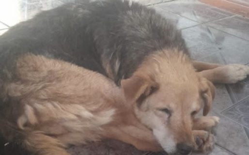 Una despedida con amor: buscan ayuda para saldar la eutanasia de una perrita rescatada