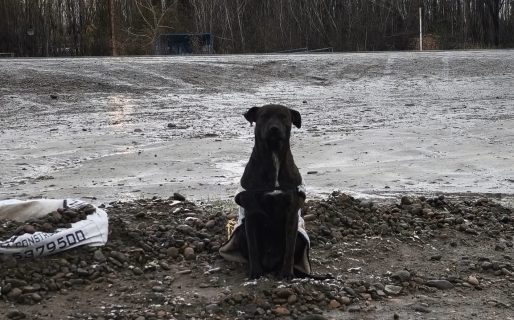 Marmolito sigue esperando una familia que lo adopte