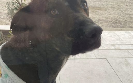 Marmolito sigue esperando una familia: “Solo quiere dormir calentito”