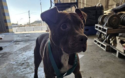 Un cachorrito ciego apareció en una empresa y necesita urgente un hogar