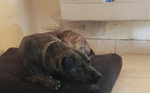 Marmolito encontró una familia y ya no duerme más en la calle