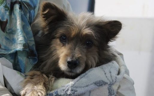 Continúa la campaña gratuita de castración en Caleta Córdova