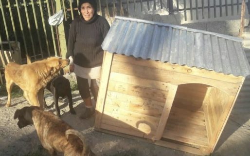 “Trabajo por hora, pero a veces no alcanza”: el pedido de una vecina que alimenta a 40 perros 