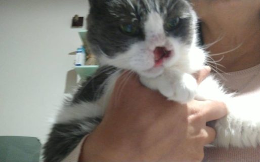 Todos por Anita: la gatita necesita ayuda para seguir su tratamiento contra el cáncer