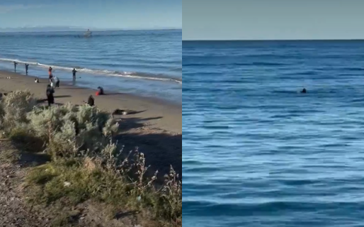 Ballenas protagonizaron un espectáculo en la costa de kilómetro 5