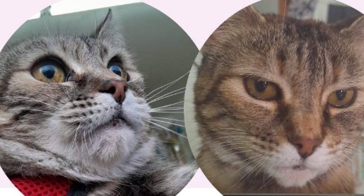 Gordita necesita una cirugía urgente y apelan a la solidaridad de la comunidad