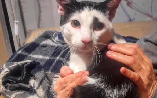 Piden ayuda para cubrir gastos veterinarios de un gatito callejero