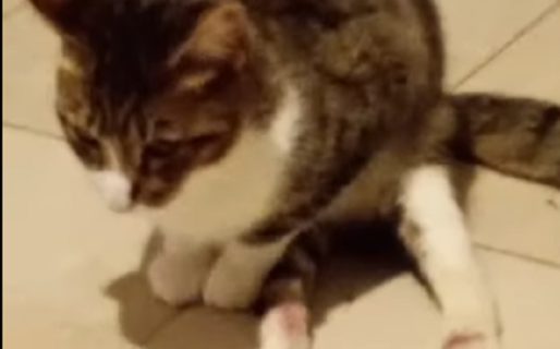 Lo adoptaron pese a su discapacidad y ahora buscan un carrito para mejorar su vida