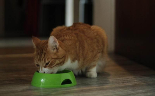 Busca ayuda para alimentar a sus gatitos tras quedarse sin trabajo