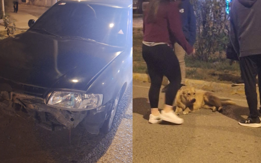 Indignación en Standart Norte: conductor atropelló a un perro y lo dejó morir