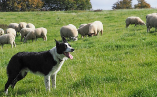 Provincia realizará Jornadas Nacionales de Hidatidología en Trelew