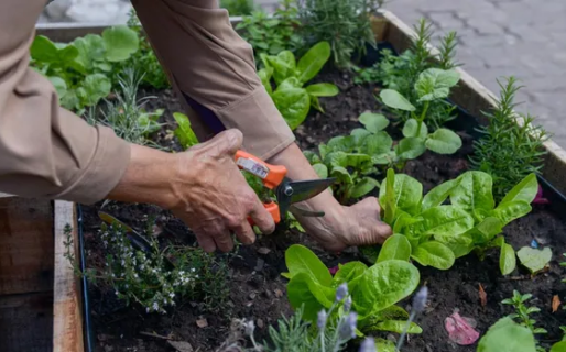 Sumate este martes al taller gratuito de huerta de otoño e invierno