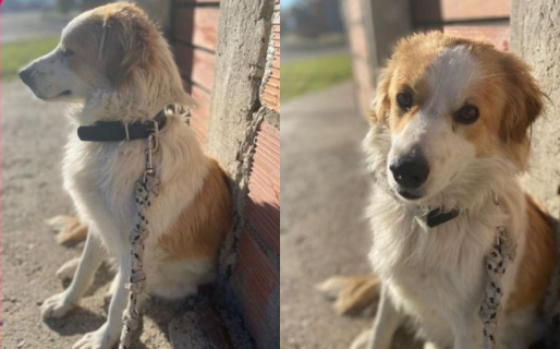 Buscan familia para Luna, una perrita rescatada que necesita un nuevo hogar