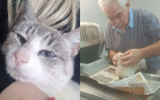 Perlita necesita nuestra ayuda: una familia pide colaboración para su gatita enferma