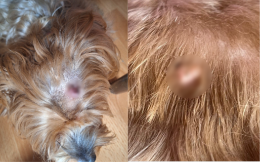 Una familia organiza una rifa para costear tratamiento de su perra