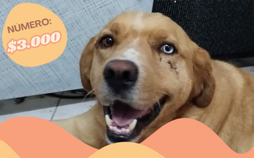 Se organiza una rifa para ayudar a Otto con sus gastos veterinarios