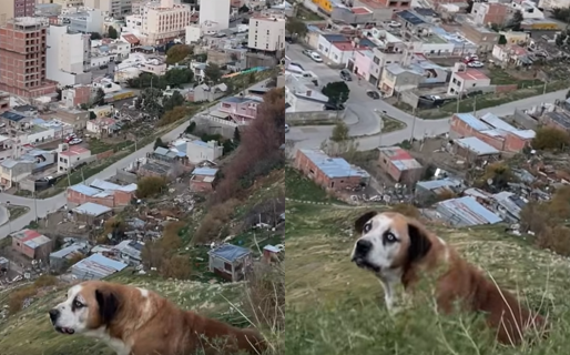 Un perro cayó por la ladera de un cerro antes de ser rescatado