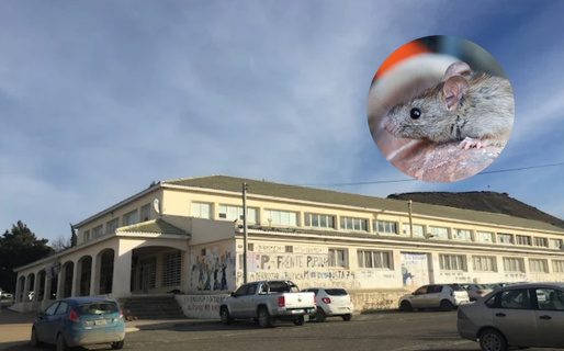 Estudiantes denuncian la presencia de ratas en el Ceret: “Es insostenible”