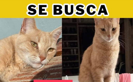 Se perdió “Rubio” en Km 8 y su familia ofrece $400.000 de recompensa