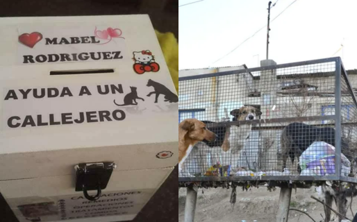 Invitan a comercios a colocar urnas solidarias para ayudar a animales callejeros