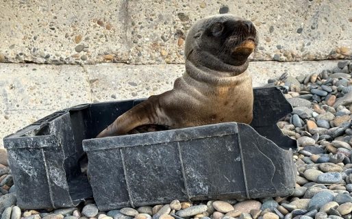 Un lobo marino sorprendió en la Costanera y piden no intervenir
