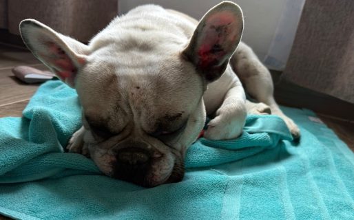 Buscan a los dueños de un perro herido hallado en la ruta de Km 14