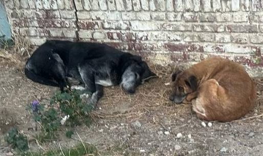 Dos perritos adultos quedaron solos tras la muerte de su dueño y necesitan un hogar