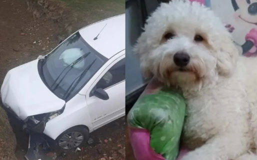 Un viaje familiar terminó en accidente y ahora buscan desesperadamente a su perro perdido